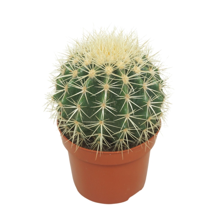 <h4>Echinocactus grusonii</h4>