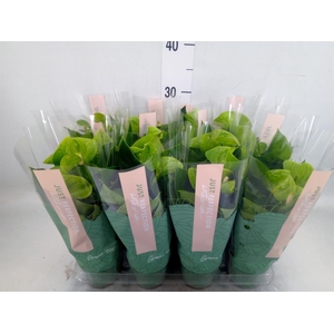 Anthurium andr. 'Smaragd'
