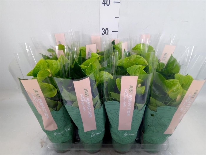 <h4>Anthurium andr. 'Smaragd'</h4>