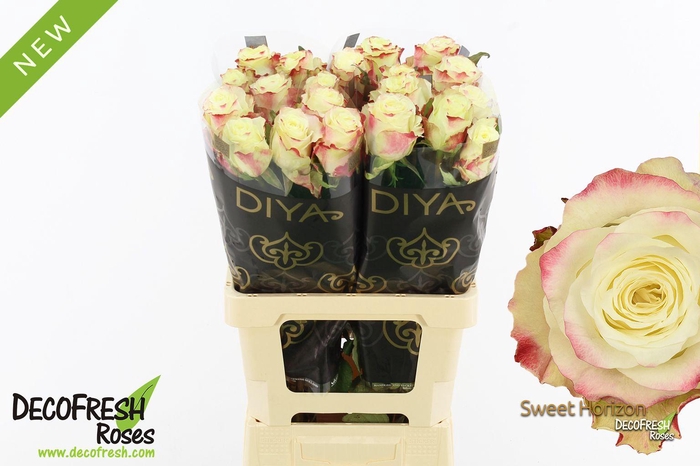 <h4>R Gr Sweet Horizon</h4>