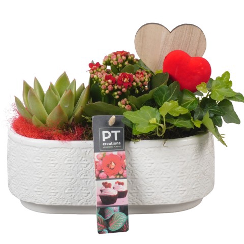 <h4>PTVMB4730 Arrangementen kamerplanten</h4>