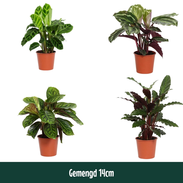 <h4>Calathea 14cm gemengd - Living</h4>