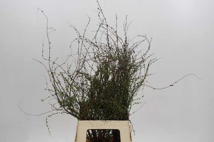 <h4>Fontanesia White</h4>