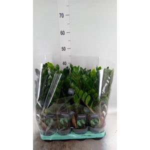 Zamioculcas zamiifolia 'Lima'