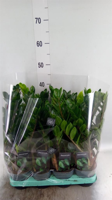 <h4>Zamioculcas zamiifolia 'Lima'</h4>