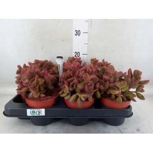 Cotyledon tome. ladys.