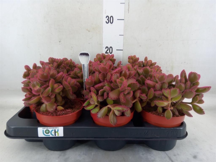 <h4>Cotyledon tome. ladys.</h4>