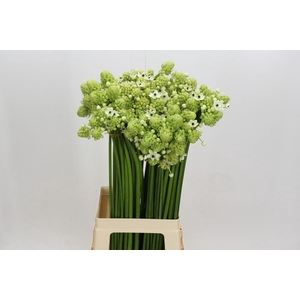 Ornithogalum Saundersiae