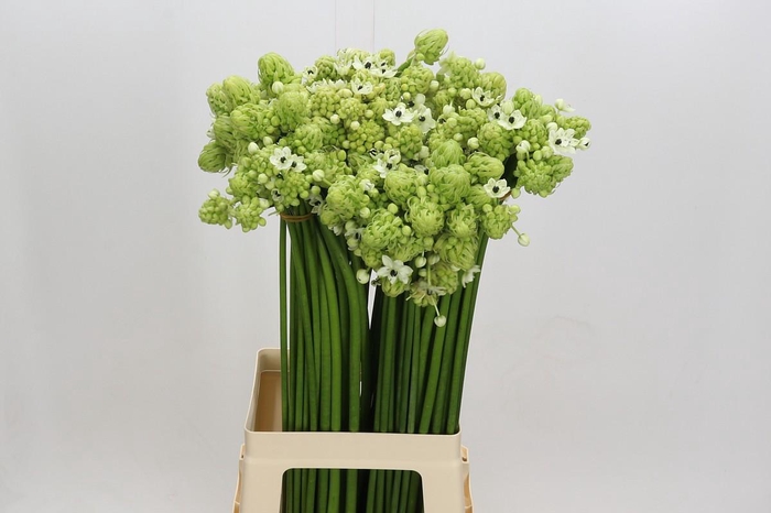 <h4>Ornithogalum Saundersiae</h4>