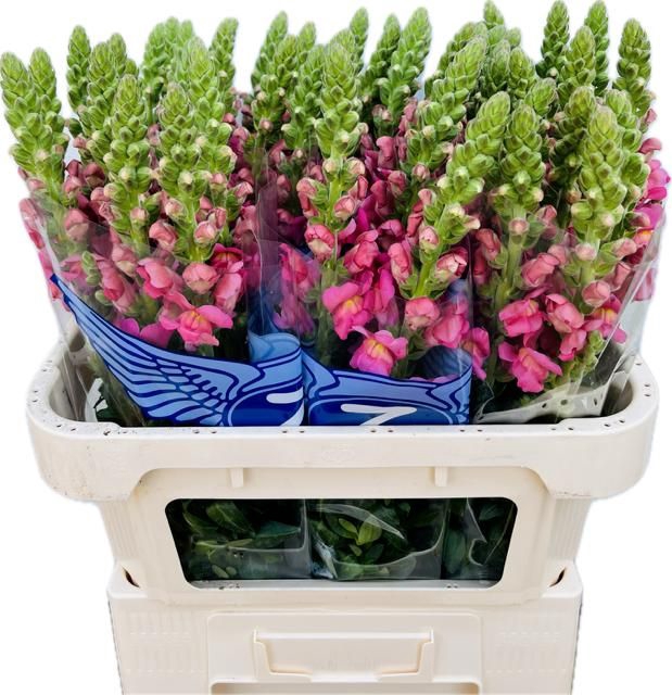 <h4>ANTIR ANTIBES ROSE</h4>