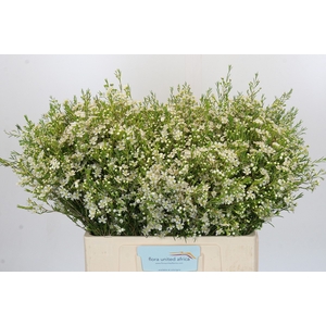 Chamelaucium Ofir