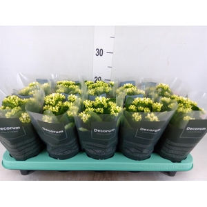 Kalanchoe blos. 'Serenity Silk'
