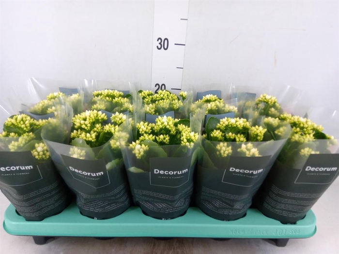<h4>Kalanchoe blos. 'Serenity Silk'</h4>