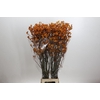 Kangaroo Paw Golden Girl