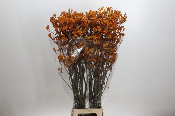 <h4>Kangaroo Paw Golden Girl</h4>