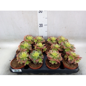 Aeonium   ...