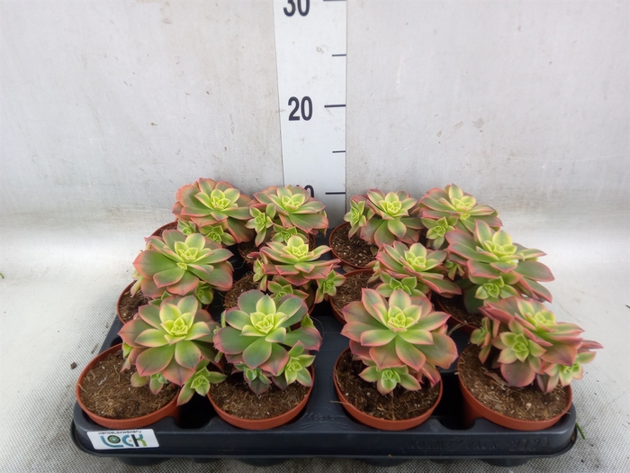 <h4>Aeonium   ...</h4>