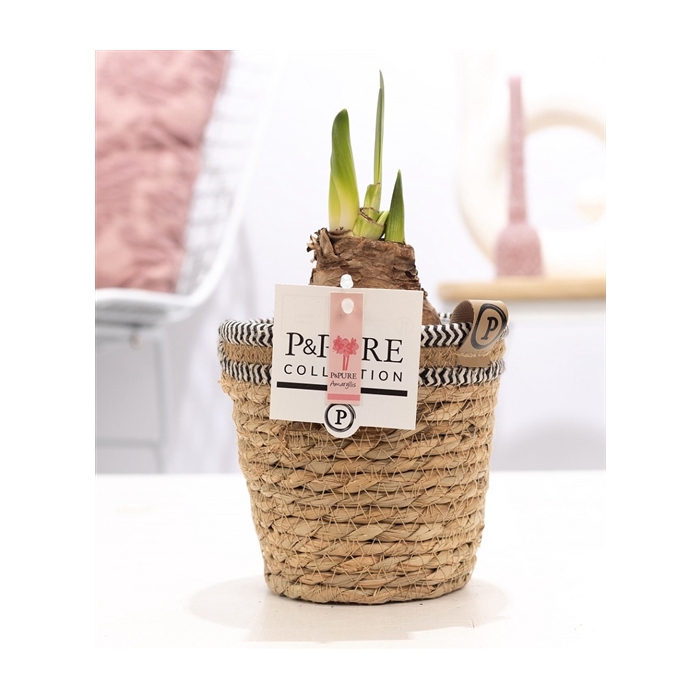 <h4>Hippeastrum pink in P&PURE Basket 6</h4>