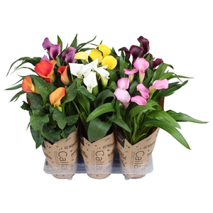 Zantedeschia gemengd Calla Vrouwendag mix in kraft hoes