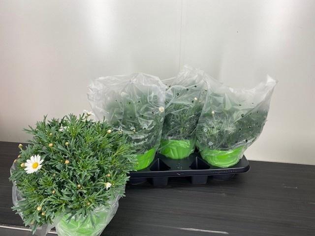 <h4>ARG STELLA 2000</h4>