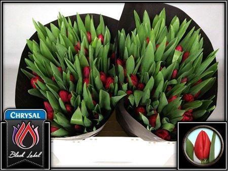 <h4>Tu En Make A Wish</h4>