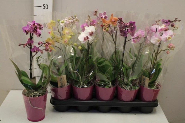 <h4>PHAL MF GEM 4 KL</h4>