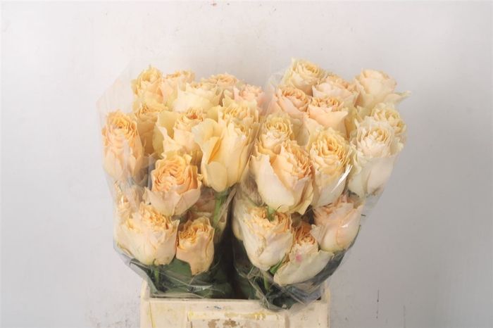 <h4>R Gr Ec Cream Carpe Diem</h4>
