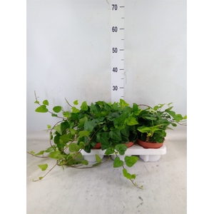 Hedera helix 'Mein Herz'