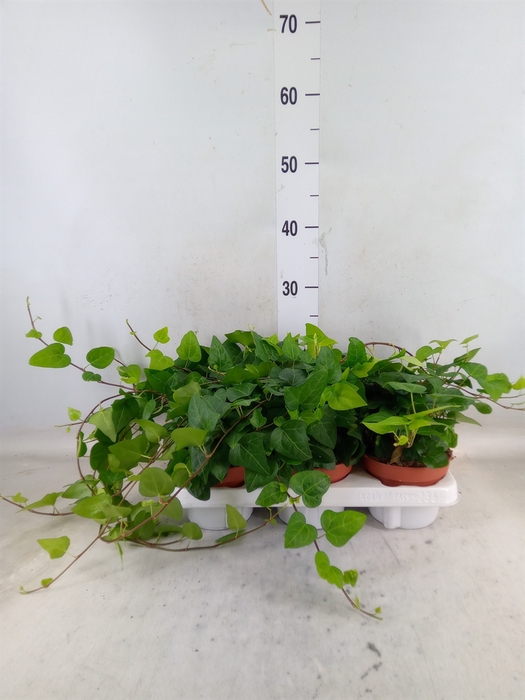 <h4>Hedera helix 'Mein Herz'</h4>