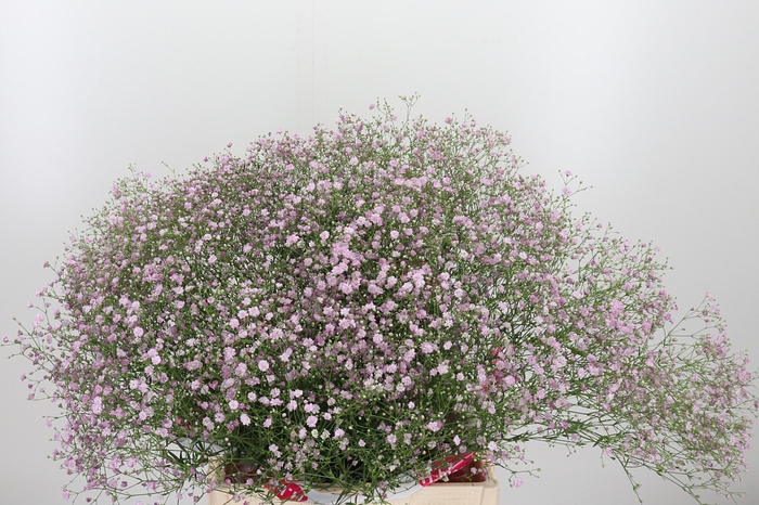 <h4>Gyps Pan My Pink</h4>