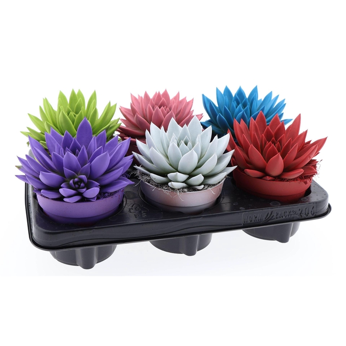 <h4>Echeveria  'Miranda'</h4>