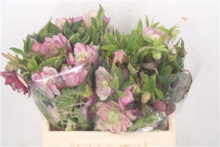 <h4>Helleborus Double Ellen Pink</h4>