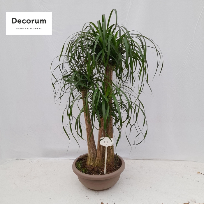 <h4>Beaucarnea vertakt op nummer 11</h4>