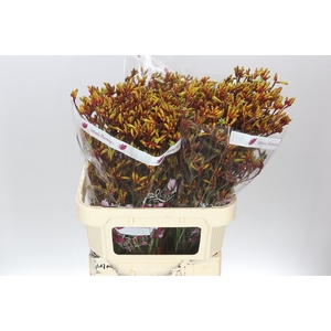 Anigozanthos Gold Fever