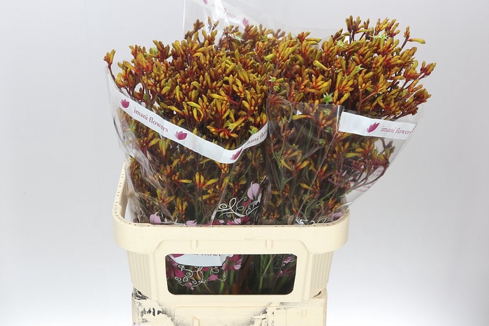 <h4>Anigozanthos Gold Fever</h4>