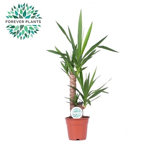 Yucca p17, 45+20 (1+ KOP)