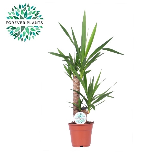 <h4>Yucca p17, 45+20 (1+ KOP)</h4>