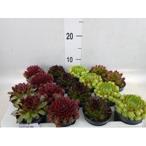 Sempervivum   ...