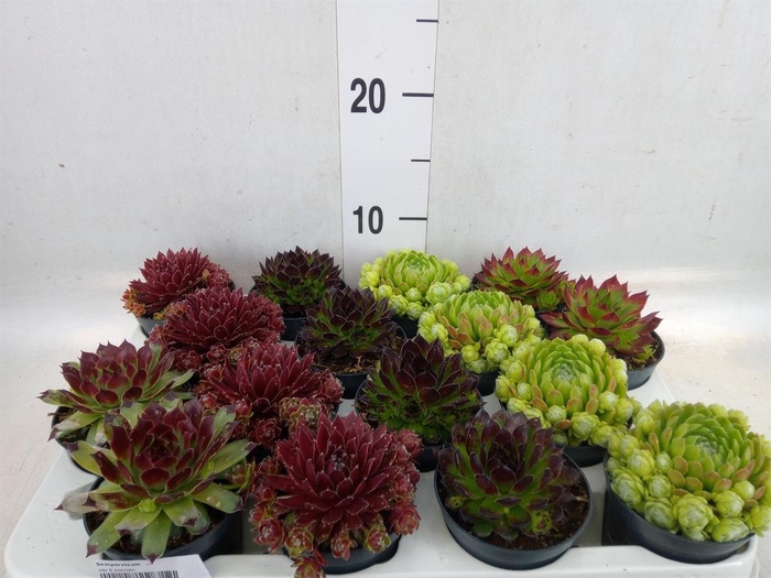 <h4>Sempervivum   ...</h4>