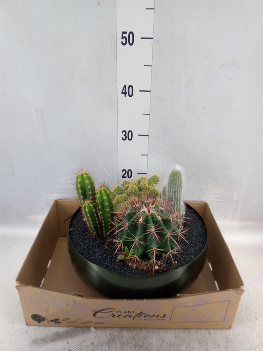 Arr.  Cactus H%