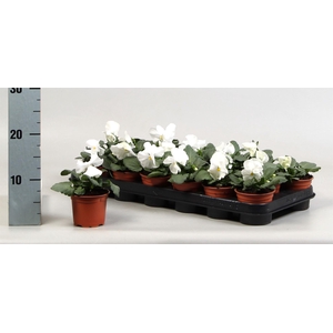 Viola wr. 'Delta Pure White'