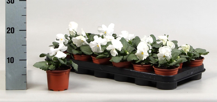 <h4>Viola wr. 'Delta Pure White'</h4>