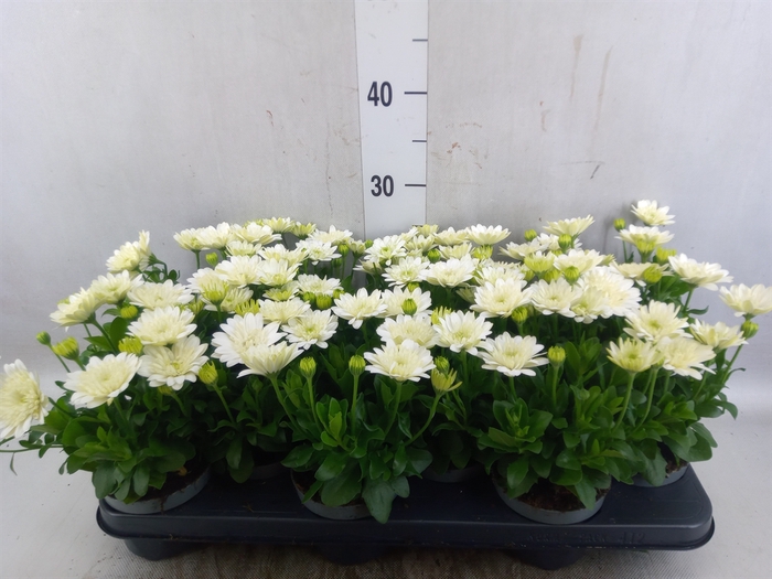<h4>Osteospermum  '3D White'</h4>