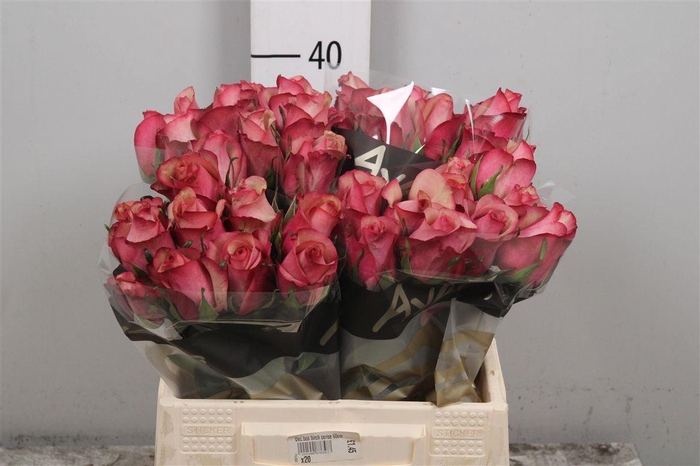 <h4>R Gr Vintage</h4>