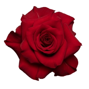 Rosa ec mamma mia
