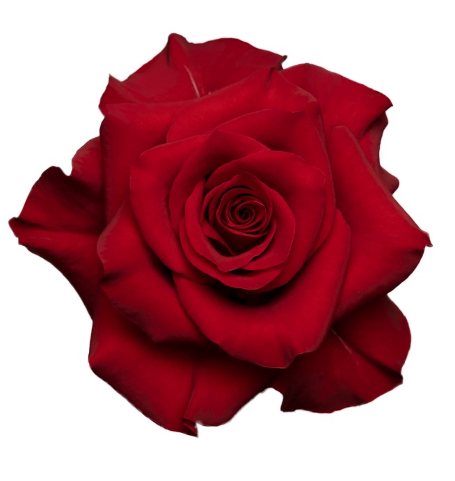 <h4>Rosa ec mamma mia</h4>