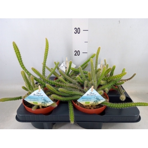 Cactus   ...mix