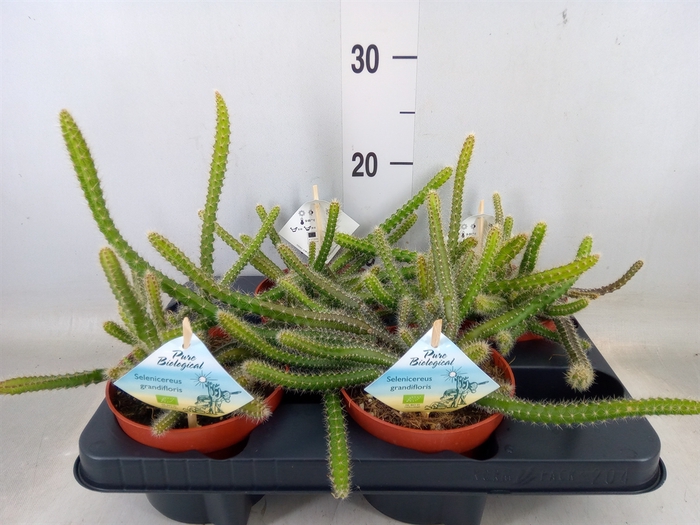 <h4>Cactus   ...mix</h4>