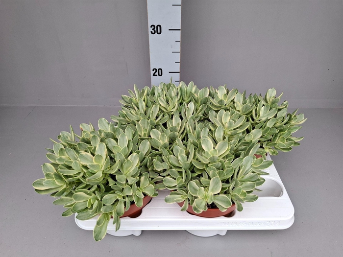 <h4>Crassula   ...</h4>