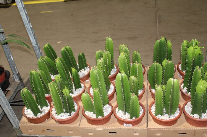 <h4>CACTUS EUPHORBIA MANDACARU P17</h4>